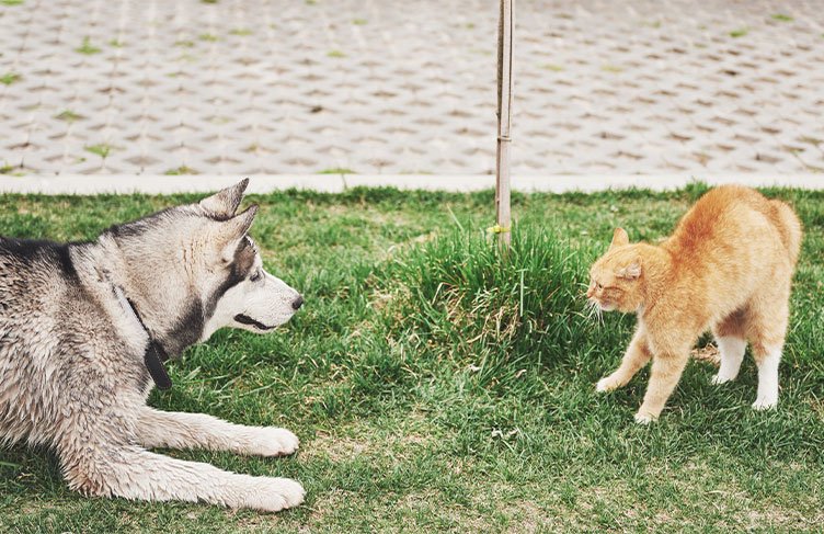 anjing vs kucing 1 - Mengintip 7 Luka Umum pada Ekor Kucing yang perlu Catlovers ketahui