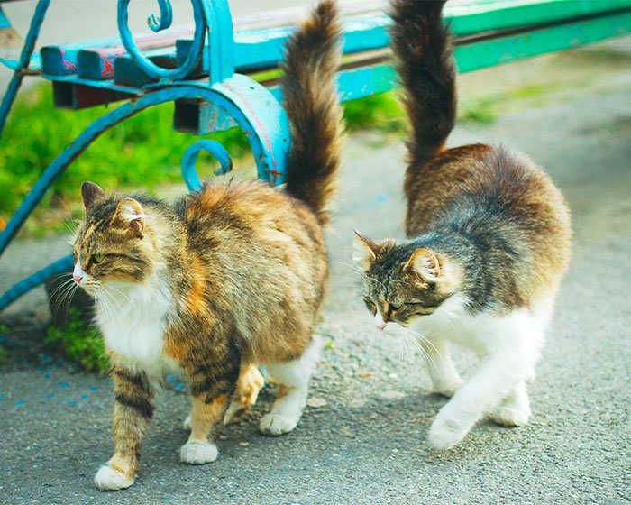 ekor kucing tegang ke atas - Ekor Kucing: Bukan Sekedar Hiasan Tapi Punya Peran Penting!