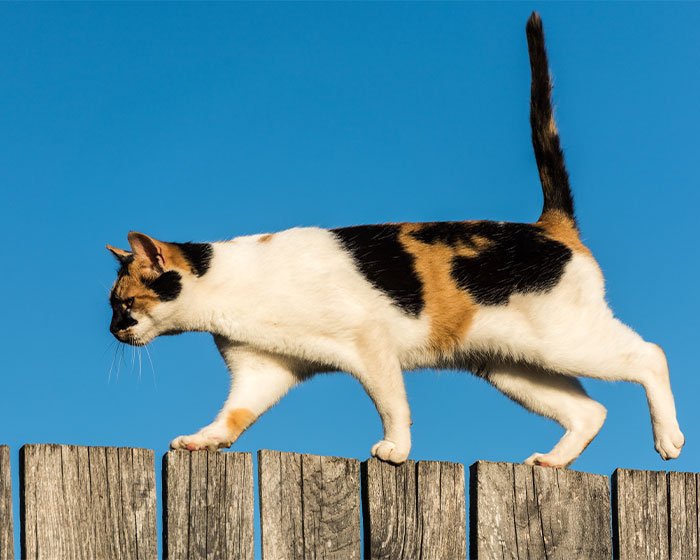 ekor kucing yang tegak keatas saat kucing berjalan di atas pagar