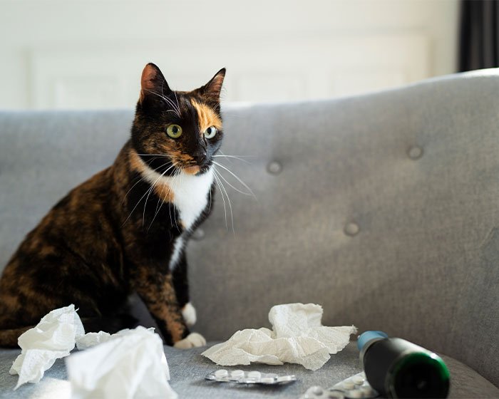 kucing dan tisu - Jerawat pada Kucing: Mengenal Penyebab, Gejala Klinis, dan Cara Mengatasinya dengan Mudah!