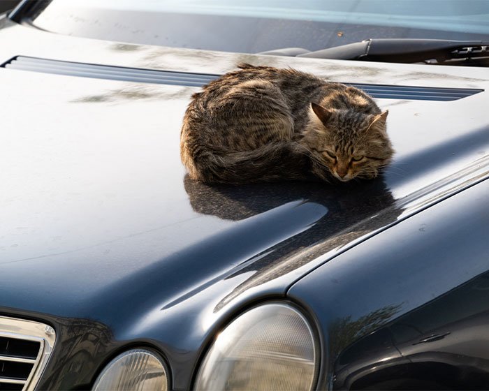 Luka umum pada ekor kucing salah satunya terjepit kipas angin mesin mobil