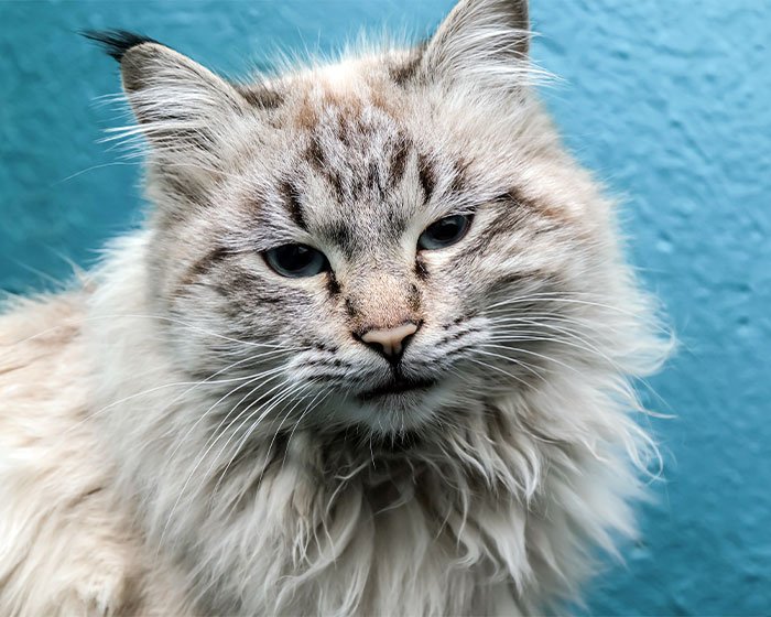 Cats With Ear Tufts & Cat Ear Furnishings