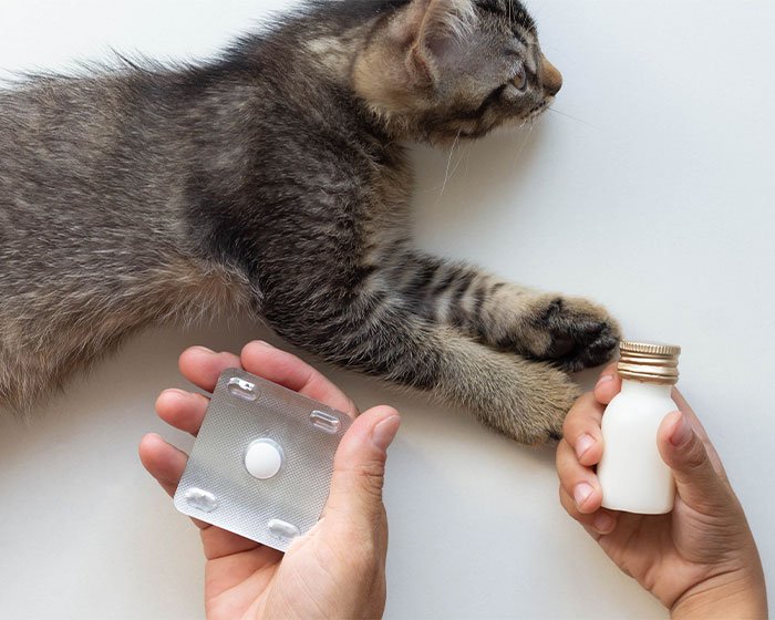 obat kucing - Mengintip 7 Luka Umum pada Ekor Kucing yang perlu Catlovers ketahui