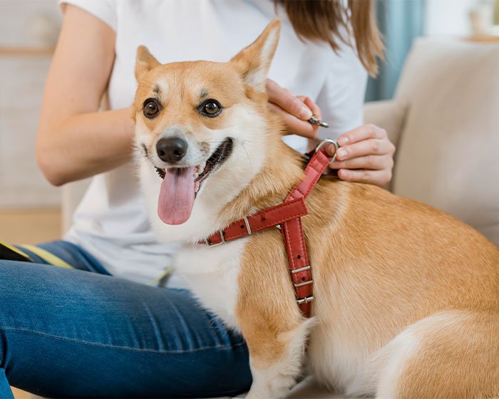 seekor anjing tengah dipakaikan harness - Bingung Memilih Antara Kalung Anjing atau Tali Kekang Anjing? Simak Panduan Praktis Ini!