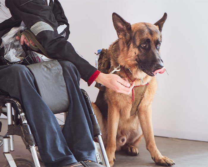 service dog - Anjing Pembantu 101: Kenali Lebih Dalam Tentang Anjing Pembantu yang Berdedikasi!