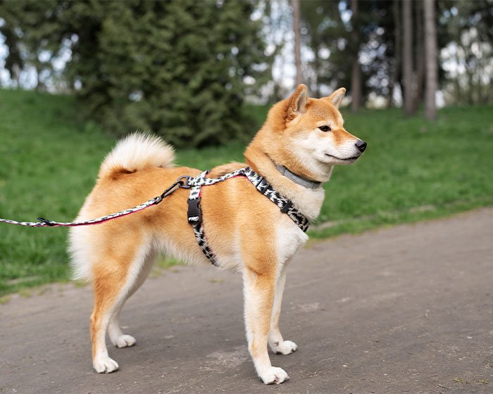 shiba inu pakai harness - Bingung Memilih Antara Kalung Anjing atau Tali Kekang Anjing? Simak Panduan Praktis Ini!