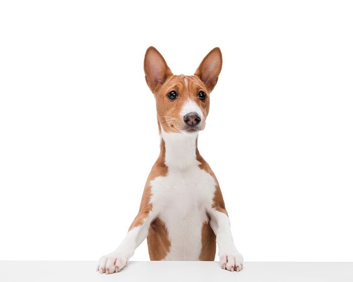 anjing basenji - 25 Jenis Anjing Agresif yang Harus Diketahui Pecinta Hewan! Apakah Anjingmu Salah Satunya?