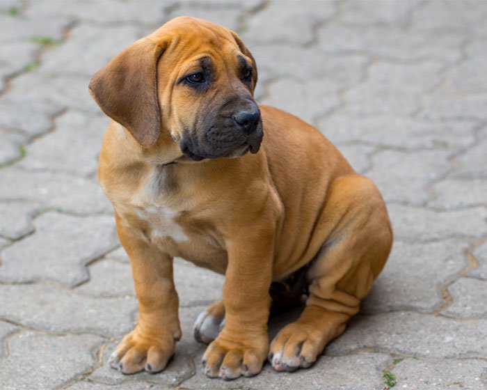 anjing boerboel - 25 Jenis Anjing Agresif yang Harus Diketahui Pecinta Hewan! Apakah Anjingmu Salah Satunya?