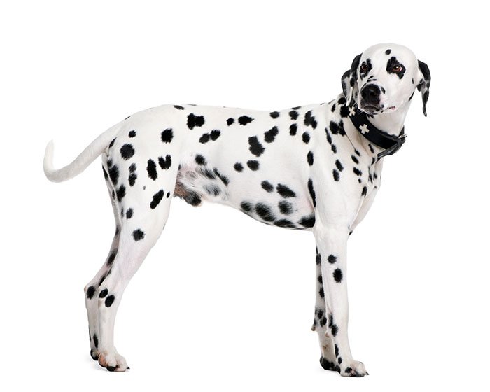 anjing dalmatian - 25 Jenis Anjing Agresif yang Harus Diketahui Pecinta Hewan! Apakah Anjingmu Salah Satunya?