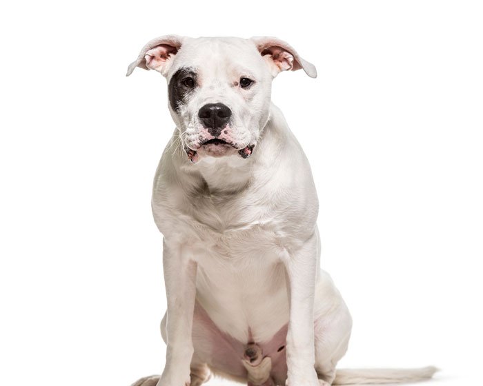 anjing dogo argentino - 25 Jenis Anjing Agresif yang Harus Diketahui Pecinta Hewan! Apakah Anjingmu Salah Satunya?