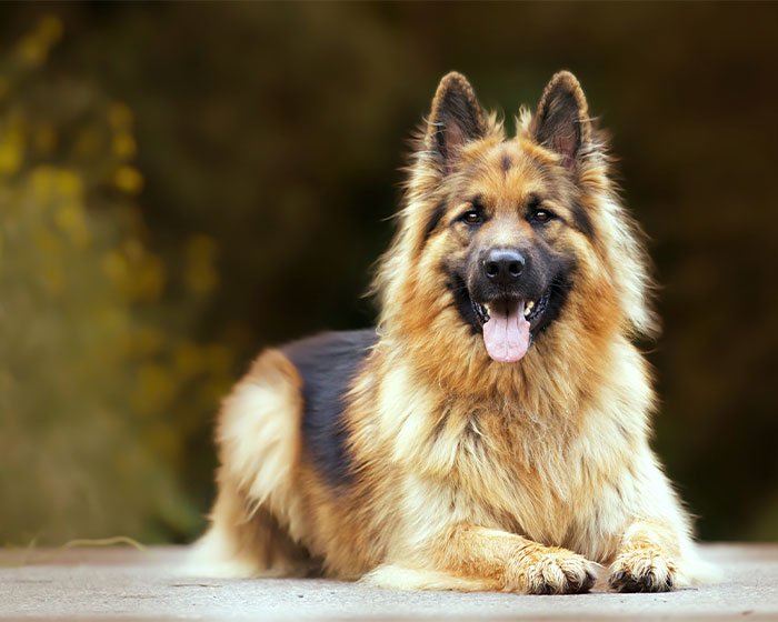 anjing german shepherd - 25 Jenis Anjing Agresif yang Harus Diketahui Pecinta Hewan! Apakah Anjingmu Salah Satunya?