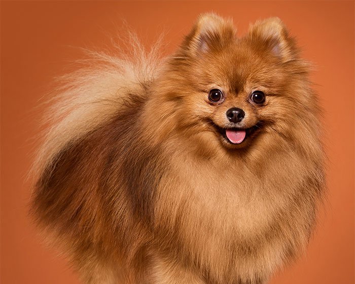 anjing pomeranian - 25 Jenis Anjing Agresif yang Harus Diketahui Pecinta Hewan! Apakah Anjingmu Salah Satunya?