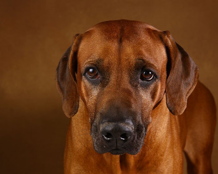 anjing rhodensian ridgeback - 25 Jenis Anjing Agresif yang Harus Diketahui Pecinta Hewan! Apakah Anjingmu Salah Satunya?