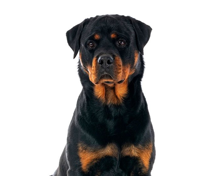 anjing rottweiler - 25 Jenis Anjing Agresif yang Harus Diketahui Pecinta Hewan! Apakah Anjingmu Salah Satunya?