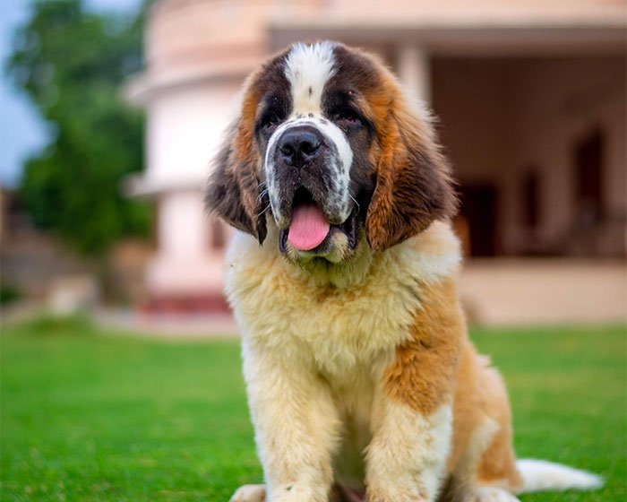 anjing saint bernard - 25 Jenis Anjing Agresif yang Harus Diketahui Pecinta Hewan! Apakah Anjingmu Salah Satunya?