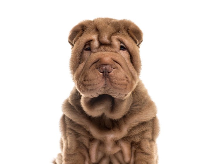 anjing shar pei - 25 Jenis Anjing Agresif yang Harus Diketahui Pecinta Hewan! Apakah Anjingmu Salah Satunya?