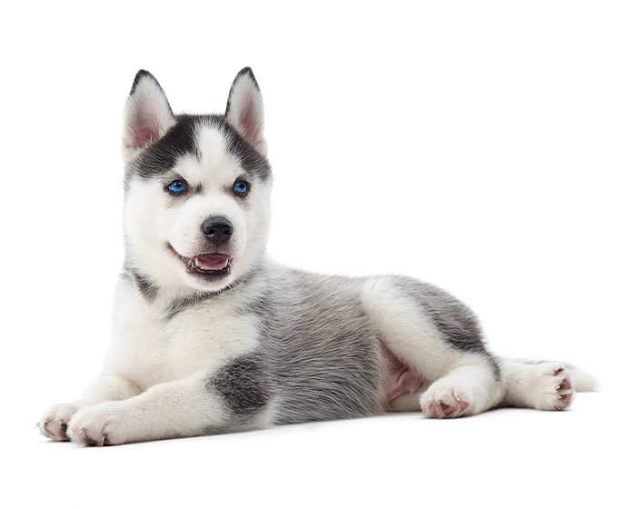 anjing siberian husky - 25 Jenis Anjing Agresif yang Harus Diketahui Pecinta Hewan! Apakah Anjingmu Salah Satunya?