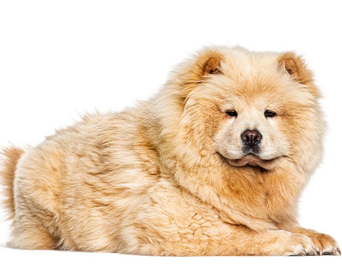 chow chow - 25 Jenis Anjing Agresif yang Harus Diketahui Pecinta Hewan! Apakah Anjingmu Salah Satunya?