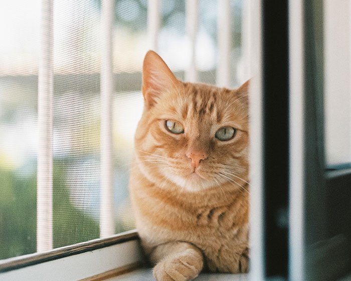 kucing di pinggir jendela - Kucing Berbaju: Gaya atau Penyiksaan?