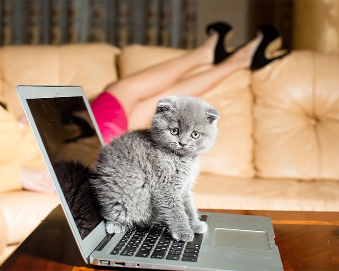 kucing duduk di laptop