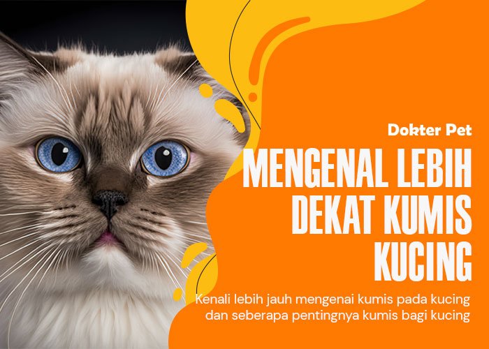 8 Rahasia Tersembunyi Kumis Kucing: Alat Kunci Bertahan Hidup Yang ...