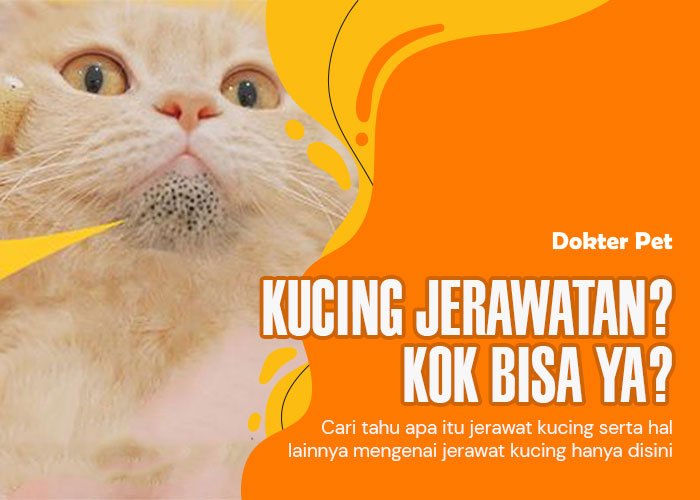 Jerawat pada Kucing: Mengenal Penyebab, Gejala Klinis, dan Cara Mengatasinya dengan Mudah!