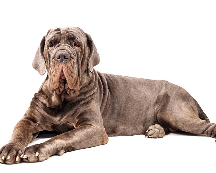 neapolitan mastiff - 25 Jenis Anjing Agresif yang Harus Diketahui Pecinta Hewan! Apakah Anjingmu Salah Satunya?