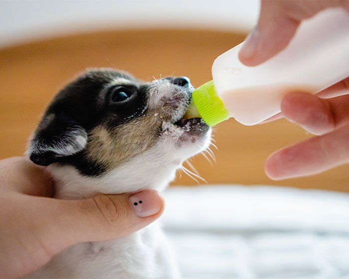 anak anjing minum susu di botol - Pesona Keimutan Anak Anjing: Mengapa Mereka Begitu Lucu Ya!?