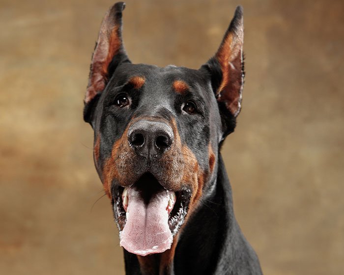 lidah anjing melet pada doberman