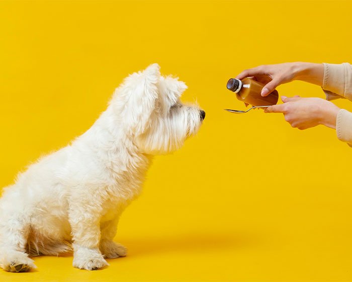 anjing minum obat - Melihat Lebih Jauh: Arti dan Makna di Balik Lidah Memelet Anjing Anda!