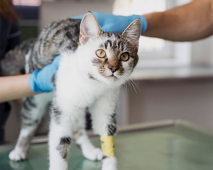 kaki kucing cidera - Mengapa Kucing Menghindari Timun? Temukan Misteri di Balik Ketakutan Kucing Terhadap Buah Segar Ini!