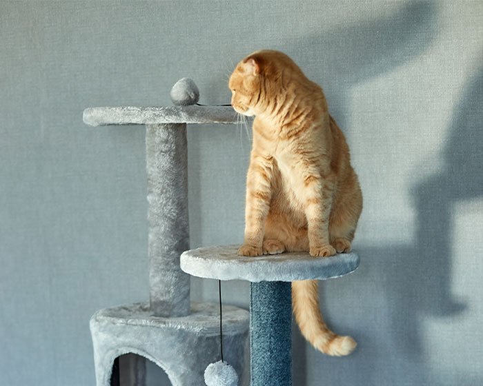 kucing diatas cat tree - Pemulihan Sepenuh Hati: Memberikan Perawatan Medis dan Emosional bagi Kucing Teraniaya