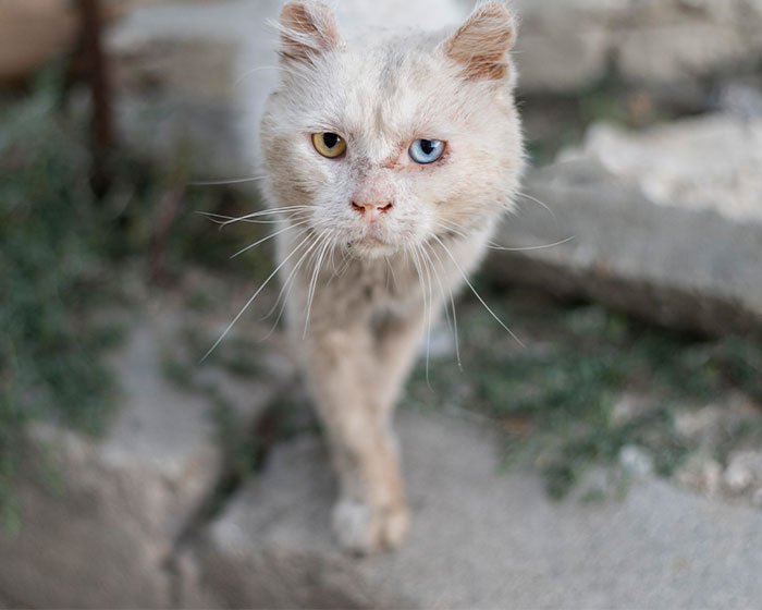 kucing teraniaya akibat ditelantarkan