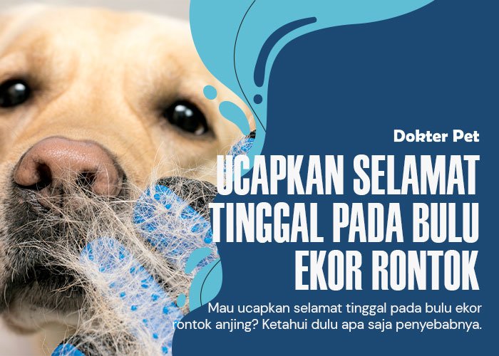 Selamat Tinggal Rambut Rontok: Temukan Penyebab Utama Mengapa Bulu Ekor Anjing Rontok