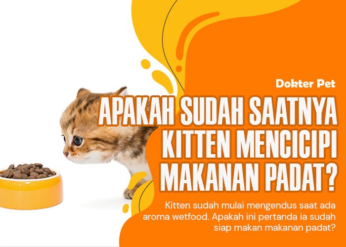 Sudah Bolehkah Kitten Makan Makanan Padat? Kenali Ia Lebih Jauh!