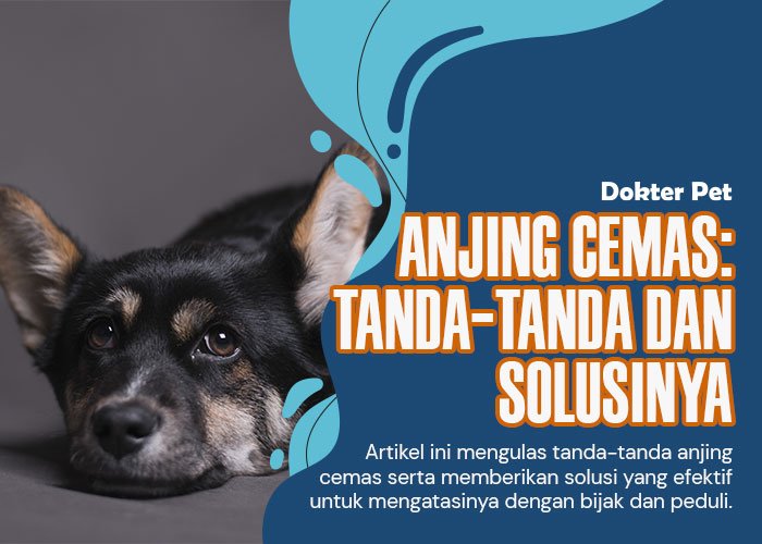 Anjing Cemas: 2 Tips Atasi Agar Anjing Kembali Bahagia