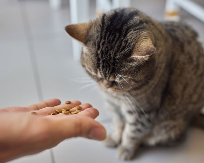 ngasih makan kucing pakai tangan - Pemulihan Sepenuh Hati: Memberikan Perawatan Medis dan Emosional bagi Kucing Teraniaya