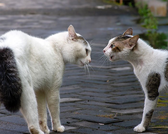 2 kucing mau berkelahi 1 - Mengenal Feral Cat Lebih Dekat dan Bedanya Dengan Stray Cat