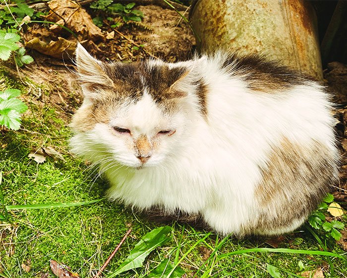 anak kucing liar - Mengenal Feral Cat Lebih Dekat dan Bedanya Dengan Stray Cat