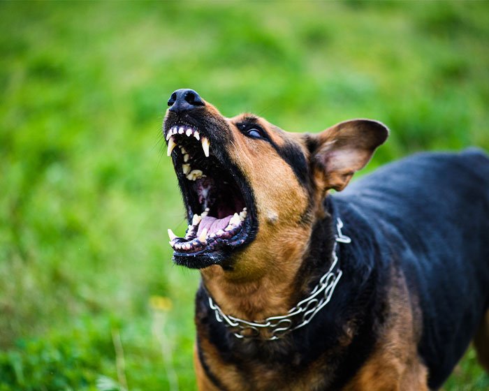 anjing hitam menggonggong - Rabies Anjing: Segala Hal Terkait Penyakit Mematikan Satu Ini