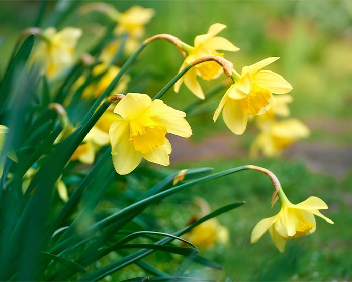 bunga Narcissus - Waspadalah! 12 Tanaman Beracun yang Harus Diwaspadai Pemilik Kucing