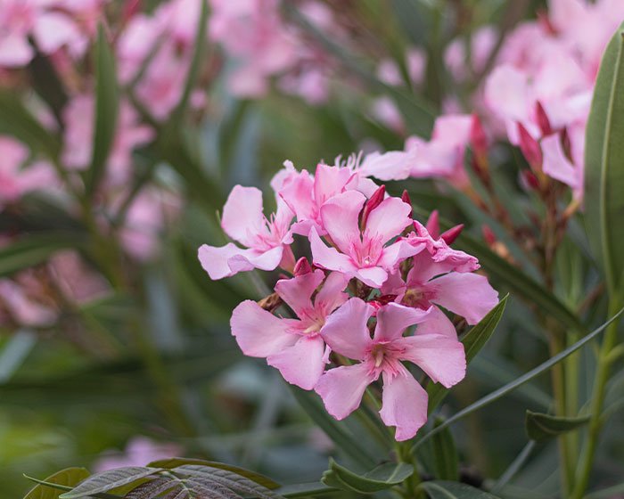 bunga Oleander - Waspadalah! 12 Tanaman Beracun yang Harus Diwaspadai Pemilik Kucing