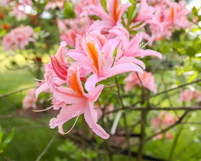 bunga Rhododendrons - Waspadalah! 12 Tanaman Beracun yang Harus Diwaspadai Pemilik Kucing