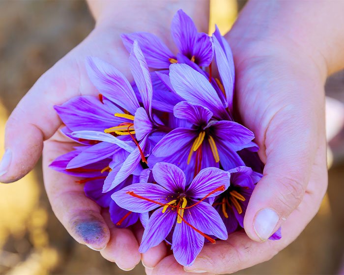 autumn crocus termasuk tanaman berbahaya untuk kucing