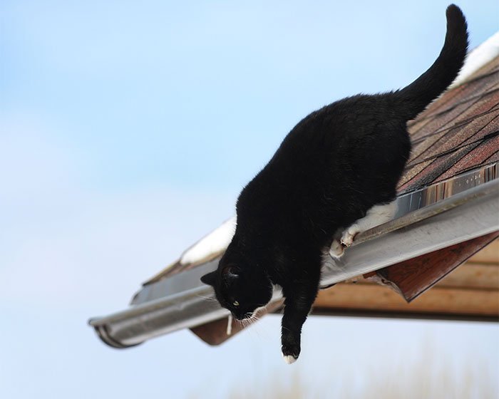 kaki kucing bengkak bisa karena jatuh dari tempat tinggi