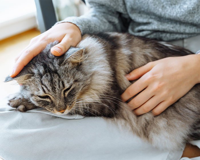 kucing diatas pangkuan majikan 1 - Misteri Kucing: Alasan dan Cara Mengatasi Kucing Lari Saat Didekati