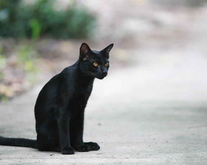 kucing hitam di jalan - Kucing Hitam: Fakta atau Hoax Ia Sebagai Simbol Kesialan?