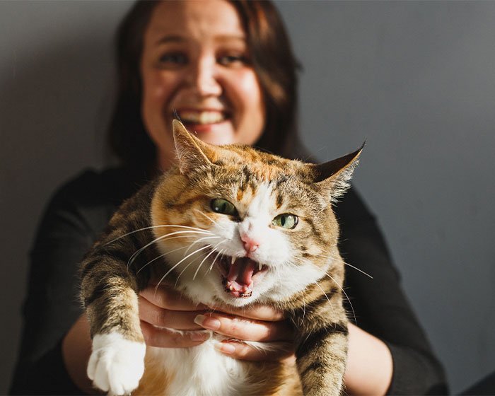 kucing marah dipegang majikannya - 8 Alasan Kenapa Kucing Menghindari Kita. Yang Mana Yang Pernah Terjadi Pada Dirimu?