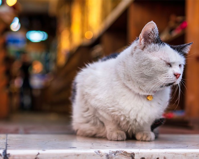 kucing putih pakai kalung - Mengenal Feral Cat Lebih Dekat dan Bedanya Dengan Stray Cat