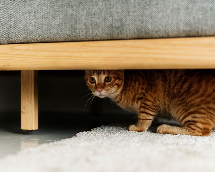 kucing sembunyi di bawah sofa 1 - Dunia Terbalik: Saat Kucing Menyerang Majikan, Inilah Penyebabnya!